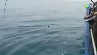 钓鱼视频,揭秘钓鱼视频中的精彩瞬间