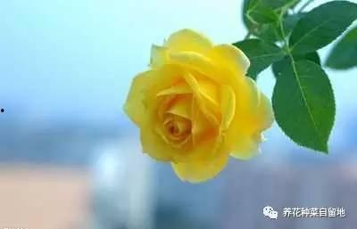 月季花修剪方法视频,视频教程详解