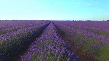 薰衣草视频