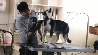 杀狗视频,人性与道德的拷问